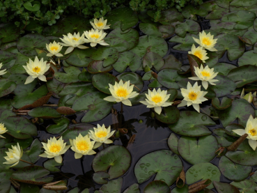 Preview: Seerose Weiss - Nymphaea "Pygmaea alba" - Zwergseerose